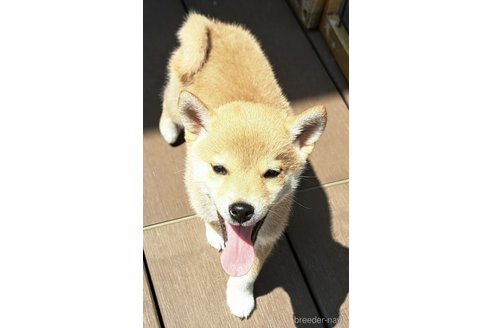 成約済の千葉県のミックス犬-305453の10枚目