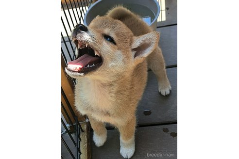 成約済の千葉県のミックス犬-305453の8枚目