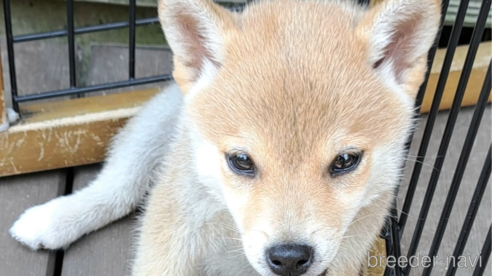 成約済の千葉県のミックス犬-305453の1枚目