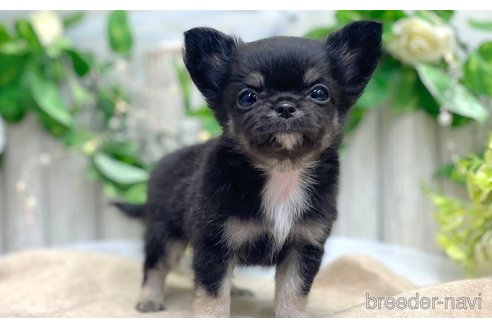 成約済の愛知県のチワワ(ロングコート)-313695の5枚目