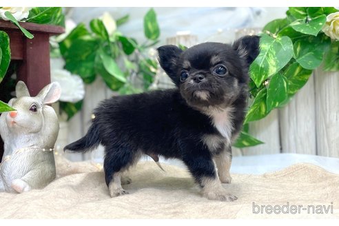 成約済の愛知県のチワワ(ロングコート)-313695の4枚目