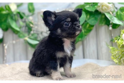 成約済の愛知県のチワワ(ロングコート)-313695の3枚目