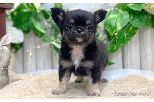 成約済の愛知県のチワワ(ロングコート)-313695の2枚目