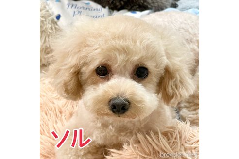 ソルちゃん1枚目