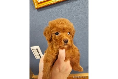 成約済の埼玉県のティーカッププードル-313699の4枚目