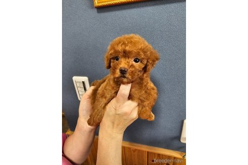 成約済の埼玉県のティーカッププードル-313699の5枚目