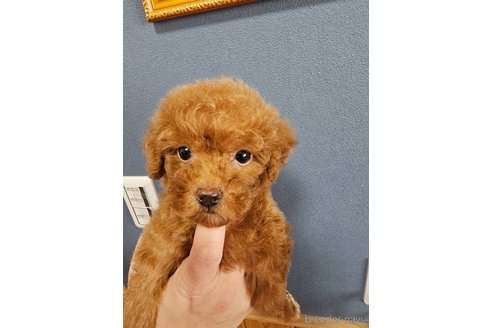 成約済の埼玉県のティーカッププードル-313699の2枚目