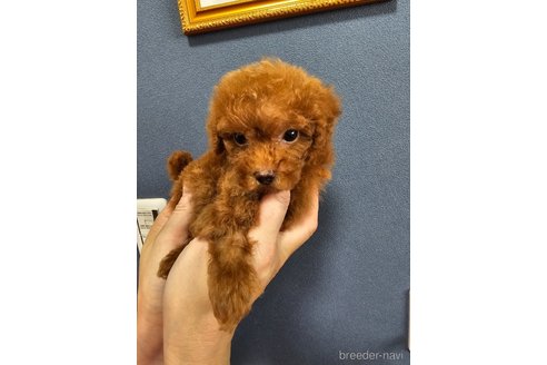 成約済の埼玉県のティーカッププードル-313699の3枚目