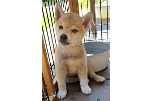 成約済の千葉県のミックス犬-305453の5枚目