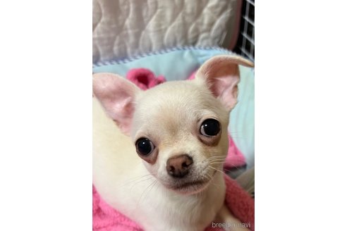 成約済の千葉県のチワワ(スムースコート)-297354の21枚目