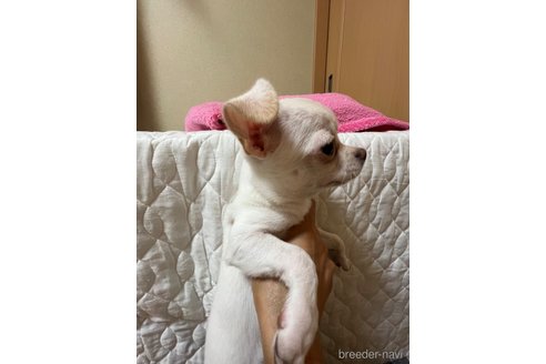 成約済の千葉県のチワワ(スムースコート)-297354の23枚目