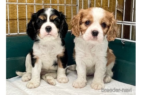 成約済の愛知県のキャバリアキングチャールズスパニエル-313743の3枚目