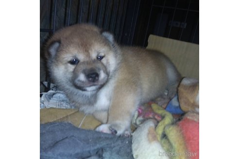 成約済の岐阜県の柴犬-309518の3枚目