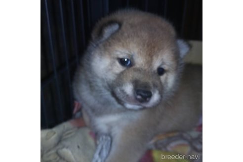 成約済の岐阜県の柴犬-309518の1枚目
