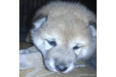 成約済の岐阜県の柴犬-309518の2枚目