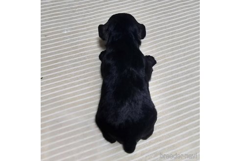 成約済の岡山県のミニチュアシュナウザー-313758の44枚目