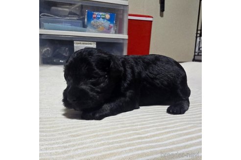 成約済の岡山県のミニチュアシュナウザー-313758の43枚目