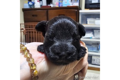 成約済の岡山県のミニチュアシュナウザー-313761の18枚目