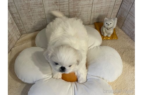 成約済の福岡県のペキニーズ-309329の3枚目
