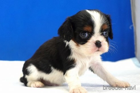 成約済の愛知県のキャバリアキングチャールズスパニエル-313770の4枚目