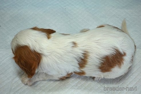 成約済の愛知県のキャバリアキングチャールズスパニエル-313772の8枚目