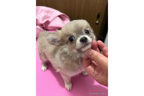 成約済の山口県のチワワ(ロングコート)-307076の6枚目
