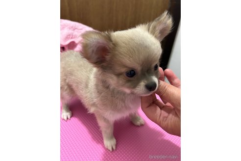 成約済の山口県のチワワ(ロングコート)-307076の4枚目
