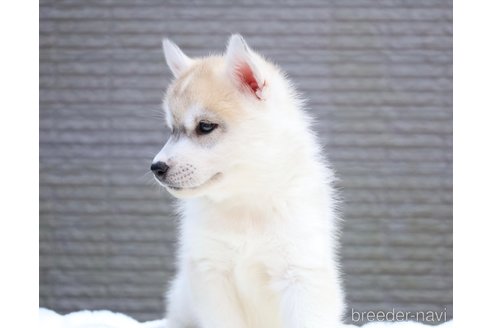 成約済の東京都のシベリアンハスキー-313782の4枚目
