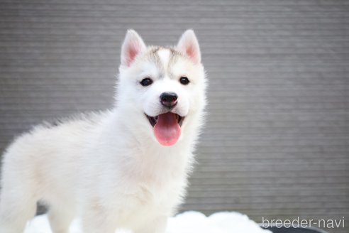 成約済の東京都のシベリアンハスキー-313786の11枚目