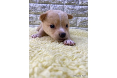 成約済の茨城県のミックス犬-313796の8枚目