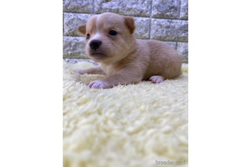 成約済の茨城県のミックス犬-313796の7枚目
