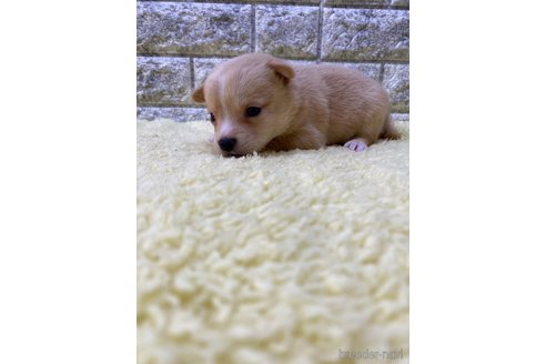 成約済の茨城県のミックス犬-313796の9枚目