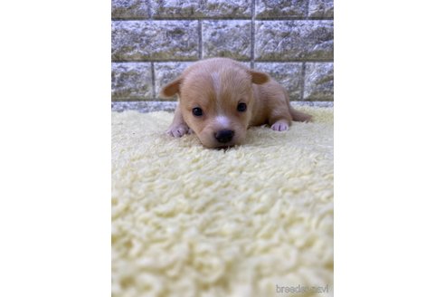 成約済の茨城県のミックス犬-313796の10枚目