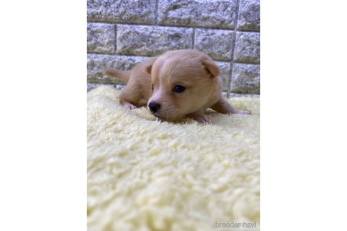 成約済の茨城県のミックス犬-313796の11枚目