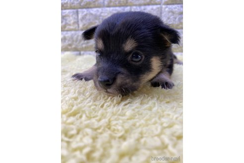 成約済の茨城県のミックス犬-313800の7枚目