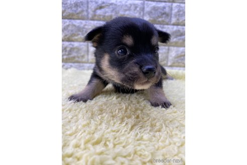 成約済の茨城県のミックス犬-313800の8枚目