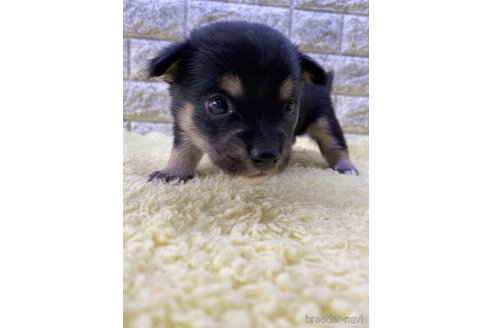 成約済の茨城県のミックス犬-313800の9枚目