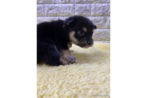 成約済の茨城県のミックス犬-313800の10枚目