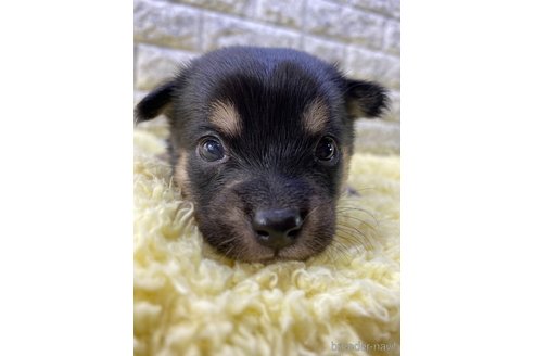 成約済の茨城県のミックス犬-313800の6枚目