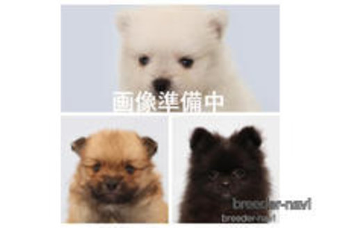 成約済の神奈川県のポメラニアン-313816の1枚目
