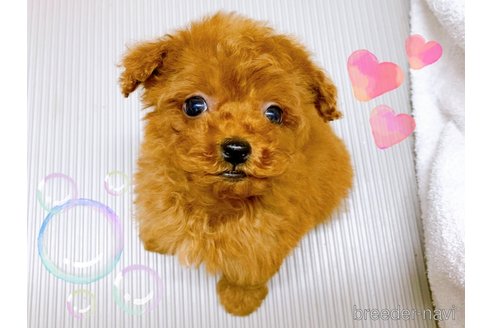 成約済の東京都のタイニープードル-313830の2枚目