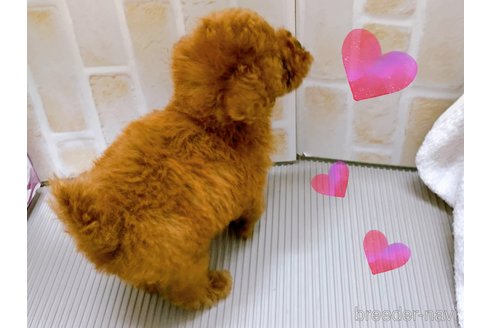 成約済の東京都のタイニープードル-313830の3枚目