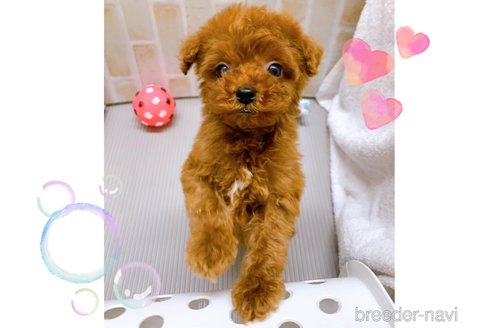 成約済の東京都のタイニープードル-313830の4枚目