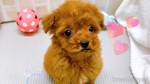 成約済の東京都のタイニープードル-313830