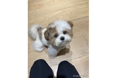 ののシーズー-