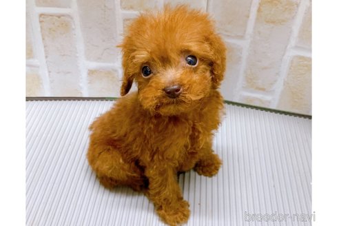 成約済の東京都のタイニープードル-313832の7枚目