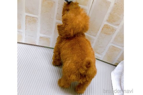 成約済の東京都のタイニープードル-313832の8枚目