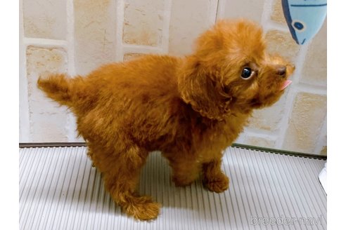 成約済の東京都のタイニープードル-313832の9枚目