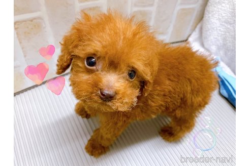 成約済の東京都のタイニープードル-313832の10枚目