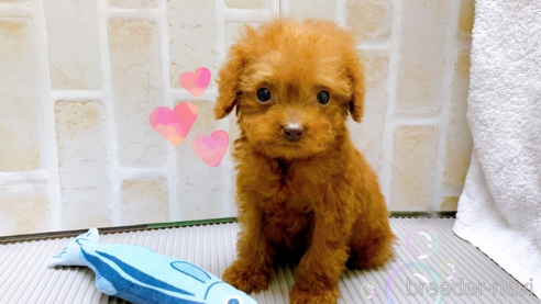 成約済の東京都のタイニープードル-313832の6枚目